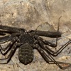 033 LIPOPA 1 la Grotte Arthropoda Arachnida Amblypygi Amblypyge 16E5K3IMG_120228awtmk.jpg