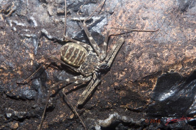 034 LIPOPA 1 la Grotte Arthropoda Arachnida Amblypygi Amblypyge 16E5K3IMG_120262wtmk.jpg