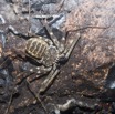 034 LIPOPA 1 la Grotte Arthropoda Arachnida Amblypygi Amblypyge 16E5K3IMG_120262wtmk.jpg