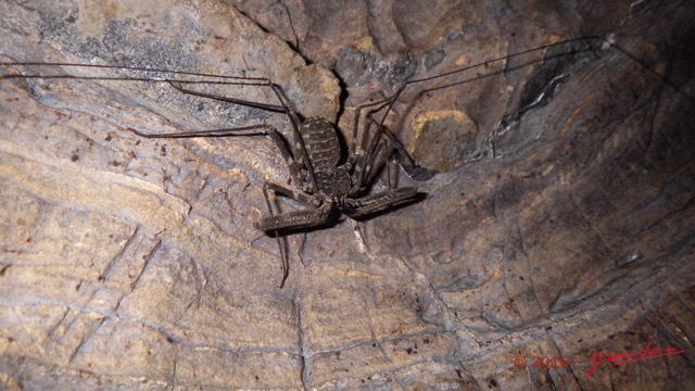 035 LIPOPA 1 la Grotte Arthropoda Arachnida Amblypygi Amblypyge 16WG3IMG_P100025awtmk.jpg