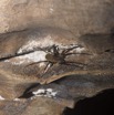 036 LIPOPA 1 la Grotte Arthropoda Arachnida Araneae Araignee 16E5K3IMG_120233wtmk.jpg