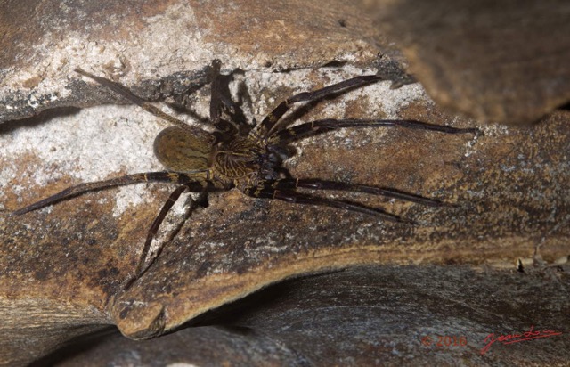 037 LIPOPA 1 la Grotte Arthropoda Arachnida Araneae Araignee 16E5K3IMG_120233awtmk.jpg