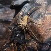 039 LIPOPA 1 la Grotte Arthropoda Arachnida Araneae Araignee 16E5K3IMG_120259wtmk.jpg