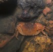 040 LIPOPA 1 la Grotte Arthropoda Melacostraca Decapoda Crabe 16E5K3IMG_120237wtmk.jpg