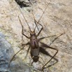 045 LIPOPA 1 la Grotte Insecta Orthoptera Gryllidae Grillon 16E5K3IMG_120215awtmk.jpg