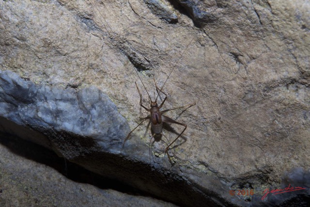 046 LIPOPA 1 la Grotte Insecta Orthoptera Gryllidae Grillon 16E5K3IMG_120215wtmk.jpg