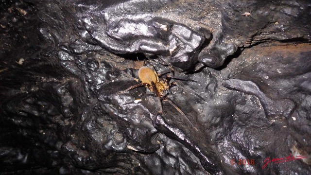 052 LIPOPA 1 la Grotte Paroi et Arthropoda Arachnida Araneae Araignee 16WG3IMG_P100008awtmk.jpg