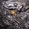 052 LIPOPA 1 la Grotte Paroi et Arthropoda Arachnida Araneae Araignee 16WG3IMG_P100008awtmk.jpg