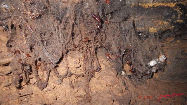 027 MISSIE la Grotte Insecte Chrysalide 16WG3IMG_P100028awtmk.jpg