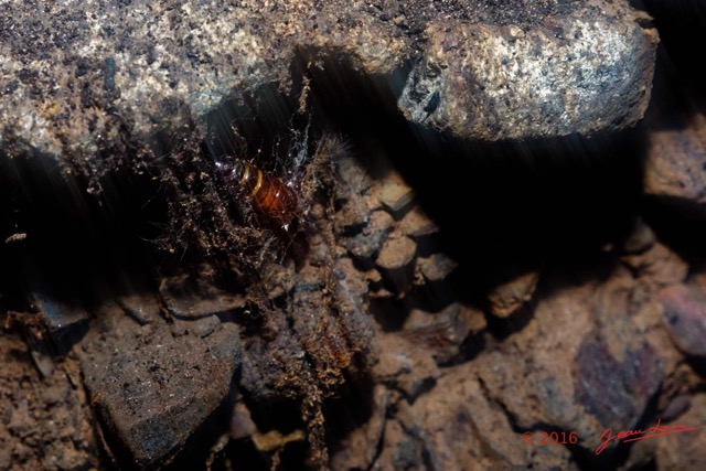 029 MISSIE la Grotte Insecte Chrysalide 16E5K3IMG_120367_DxO-1wtmk.jpg