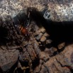 029 MISSIE la Grotte Insecte Chrysalide 16E5K3IMG_120367_DxO-1wtmk.jpg