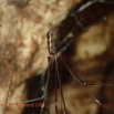 033 Missie la Grotte Arthropoda Arachnida Araneae Araignee Photo Bernard Lips 16OTG3BLIMG_11091wtmk.jpg