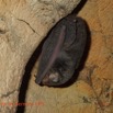 041 Missie la Grotte Paroi avec Chauve-Souris Chordata Mammalia Chiroptera Miniopteridae Miniopterus sp Photo Bernard Lips 16OTG3BLIMG_11062wtmk.jpg