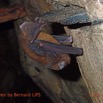 042 Missie la Grotte Paroi avec Chauve-Souris Chordata Mammalia Chiroptera Miniopteridae Miniopterus sp Photo Bernard Lips 16OTG3BLIMG_11064awtmk.jpg