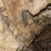 046 MISSIE la Grotte Paroi et Chauve-Souris Chordata Mammalia Chiroptera Hipposideridae Hipposideros caffer 16E5K3IMG_120355wtmk.jpg