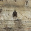 047 MISSIE la Grotte Paroi et Chauve-Souris Chordata Mammalia Chiroptera Hipposideridae Hipposideros caffer 16E5K3IMG_120385wtmk.jpg