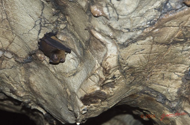 050 MISSIE la Grotte Paroi et Chauve-Souris Chordata Mammalia Chiroptera Hipposideridae Hipposideros caffer 16E5K3IMG_120387wtmk.jpg