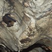 050 MISSIE la Grotte Paroi et Chauve-Souris Chordata Mammalia Chiroptera Hipposideridae Hipposideros caffer 16E5K3IMG_120387wtmk.jpg