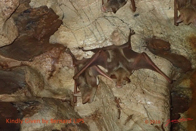 053 Missie la Grotte Paroi et Chauve-Souris Chordata Mammalia Chiroptera Hipposideridae Hipposideros caffer Photo Bernard Lips 16OTG3BLIMG_11011wtmk.jpg