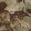 053 Missie la Grotte Paroi et Chauve-Souris Chordata Mammalia Chiroptera Hipposideridae Hipposideros caffer Photo Bernard Lips 16OTG3BLIMG_11011wtmk.jpg