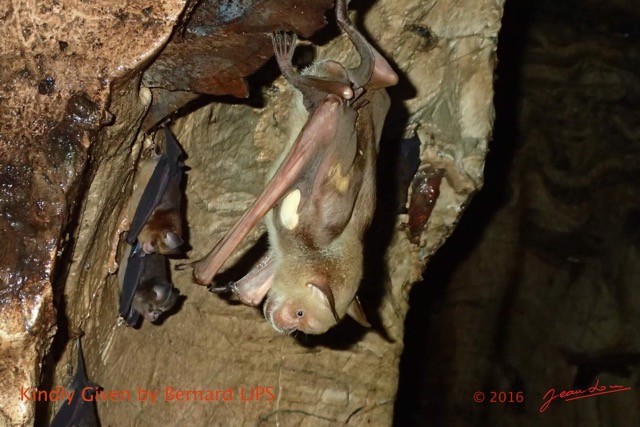 054 Missie la Grotte Paroi et Chauve-Souris Chordata Mammalia Chiroptera Hipposideridae Hipposideros caffer Photo Bernard Lips 16OTG3BLIMG_11033wtmk.jpg