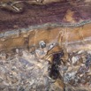 057 MISSIE la Grotte Paroi et Chauve-Souris Chordata Mammalia Chiroptera Pteropodidae Roussettus aegyptiacus 16E5K3IMG_120339wtmk.jpg