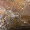 059 MISSIE la Grotte Paroi et Chauve-Souris Chordata Mammalia Chiroptera Pteropodidae Roussettus aegyptiacus 16E5K3IMG_120340wtmk.jpg