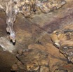 060 MISSIE la Grotte Paroi et Chauve-Souris Chordata Mammalia Chiroptera Pteropodidae Roussettus aegyptiacus 16E5K3IMG_120345wtmk.jpg