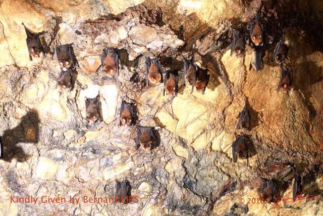 061 Missie la Grotte Paroi et Chauves-Souris Chordata Mammalia Chiroptera Hipposideridae Hipposideros caffer Photo Bernard Lips 16OTG3BLIMG_11031wtmk.jpg