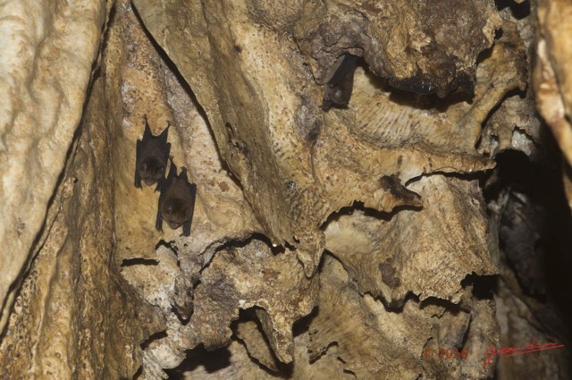 070 MISSIE la Grotte Plafond Concretions et Chauve-Souris Chordata Mammalia Chiroptera Hipposideridae Hipposideros caffer 16E5K3IMG_120406awtmk.jpg