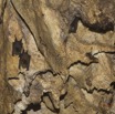070 MISSIE la Grotte Plafond Concretions et Chauve-Souris Chordata Mammalia Chiroptera Hipposideridae Hipposideros caffer 16E5K3IMG_120406awtmk.jpg