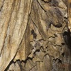 071 MISSIE la Grotte Plafond Concretions et Chauve-Souris Chordata Mammalia Chiroptera Hipposideridae Hipposideros caffer 16E5K3IMG_120406wtmk.jpg