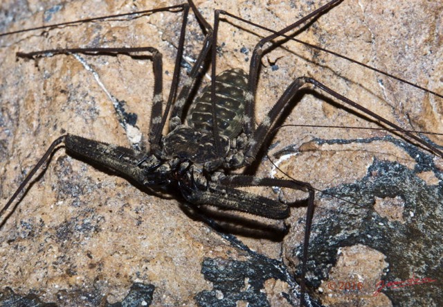 039 BOUKAMA la Grotte Arthropoda Arachnida Amblypygi Amblypyge 16E5K3IMG_120121awtmk.jpg