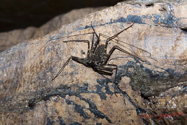 040 BOUKAMA la Grotte Arthropoda Arachnida Amblypygi Amblypyge 16E5K3IMG_120121wtmk.jpg