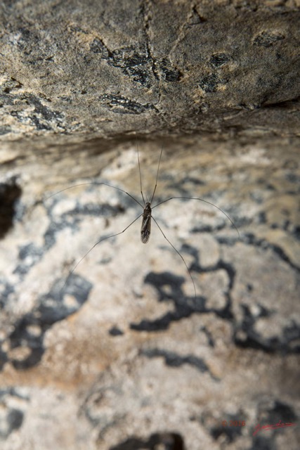 071 BOUKAMA la Grotte Insecta Diptera 16E5K3IMG_120013wtmk.jpg