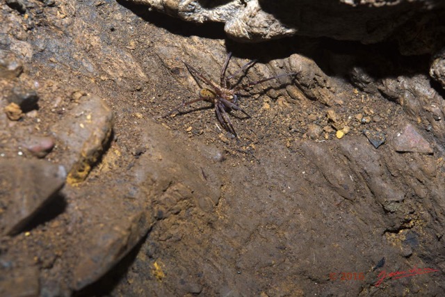 079 BOUKAMA la Grotte Arthropoda Arachnida Araneae Araignee 16E5K3IMG_120133wtmk.jpg