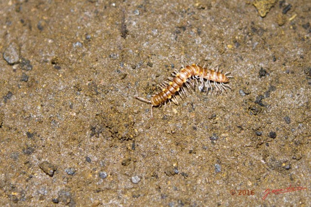 098 BOUKAMA la Grotte Arthropoda Myriapoda Diplopoda Scolopendre 16E5K3IMG_119911wtmk.jpg