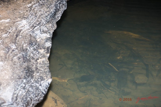 149 BOUKAMA la Grotte Tunnel Riviere Souterraine et Poisson Silure Chordata Actinopterygii Siluriformes 16E5K3IMG_120003wtmk.jpg