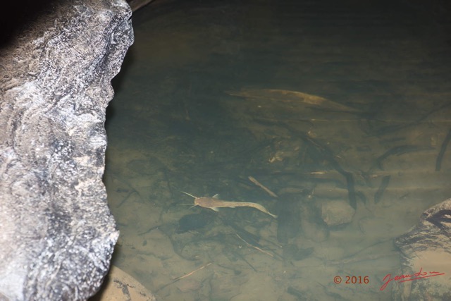 151 BOUKAMA la Grotte Tunnel Riviere Souterraine et Poisson Silure Chordata Actinopterygii Siluriformes 16E5K3IMG_120002wtmk.jpg