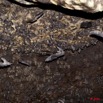 086 Grotte de ZADIE Plafond et Chauve-Souris Roussettes Rousettus aegyptiacus et caffer 11E5K2IMG_69731wtmk.jpg