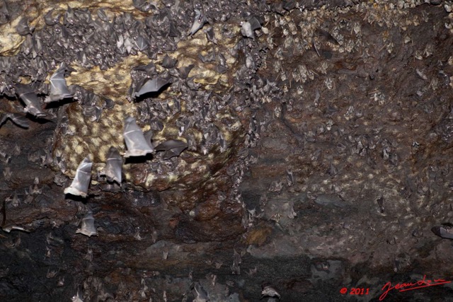 087 Grotte de ZADIE Plafond et Chauve-Souris Roussettes Rousettus aegyptiacus 11E5K2IMG_69734wtmk.jpg