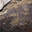 089 Grotte de ZADIE Plafond et Chauve-Souris Roussettes Rousettus aegyptiacus 11E5K2IMG_69735wtmk.jpg