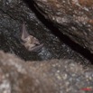 094 Grotte de ZADIE Plafond et Chauve-Souris Roussette Rousettus aegyptiacus 11E5K2IMG_69752awtmk.jpg