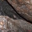 095 Grotte de ZADIE Plafond et Chauve-Souris Roussette Rousettus aegyptiacus 11E5K2IMG_69752wtmk.jpg