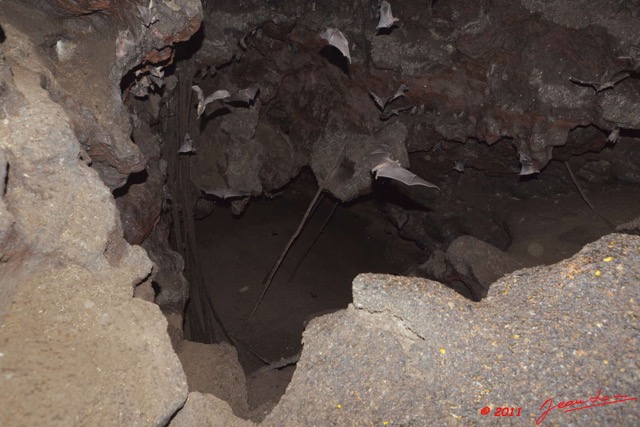 096 Grotte de ZADIE Chauve-Souris Roussette Rousettus aegyptiacus 11E5K2IMG_69754wtmk.jpg