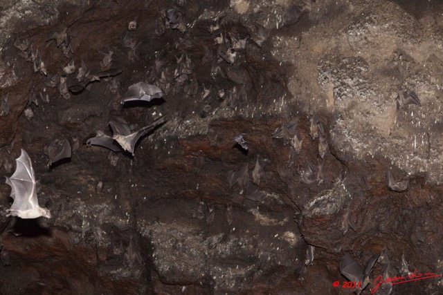 098 Grotte de ZADIE Chauve-Souris Roussette Rousettus aegyptiacus 11E5K2IMG_69756wtmk.jpg