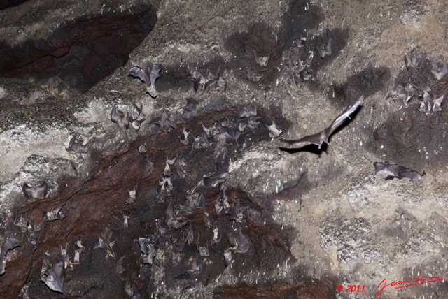 101 Grotte de ZADIE Chauve-Souris Roussette Rousettus aegyptiacus 11E5K2IMG_69757wtmk.jpg