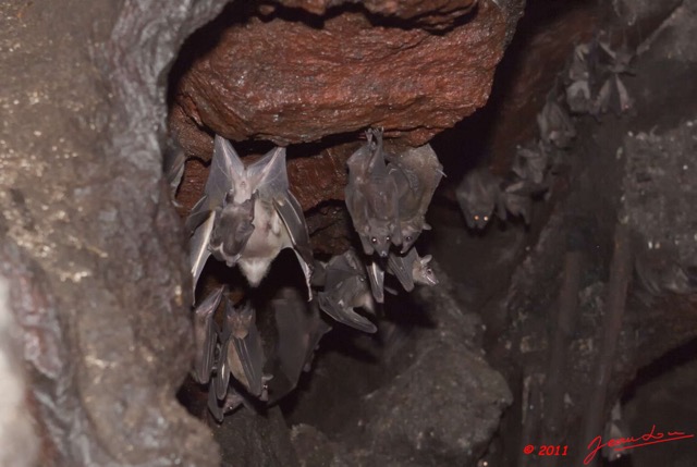104 Grotte de ZADIE Chauve-Souris Roussette Rousettus aegyptiacus Femelle avec Petit 11E5K2IMG_69763wtmk.jpg
