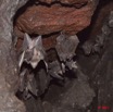 104 Grotte de ZADIE Chauve-Souris Roussette Rousettus aegyptiacus Femelle avec Petit 11E5K2IMG_69763wtmk.jpg
