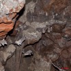 107 Grotte de ZADIE Chauve-Souris Roussette Rousettus aegyptiacus en Vol 11E5K2IMG_69764wtmk.jpg